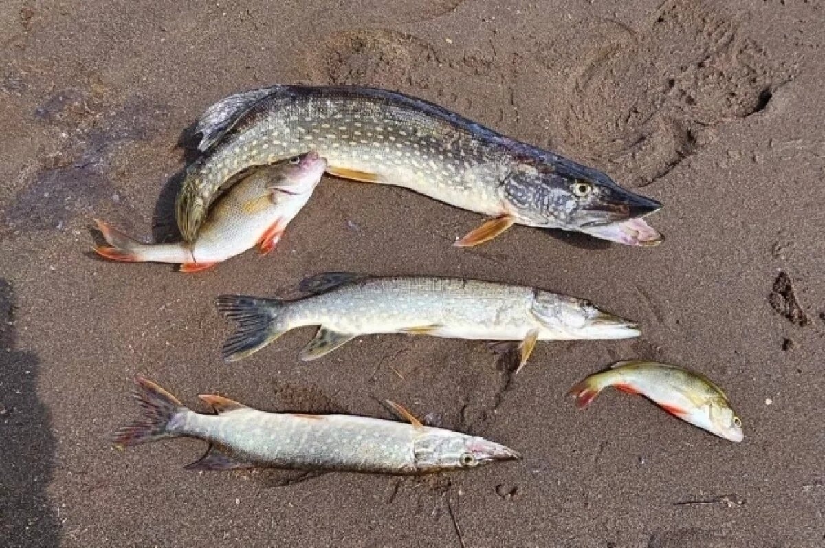    Губернатор Пермского края Махонин показал свой улов с рыбалки