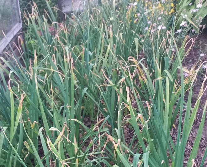Так чесночная грядка выглядела пару недель назад