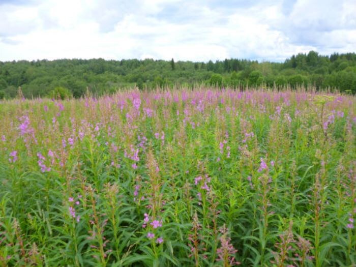 Цветёт иван-чай (фото автора)
