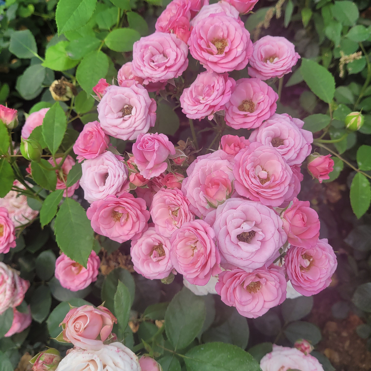 Роза Виктория спрей. Фото мое из питомника "Русроза"