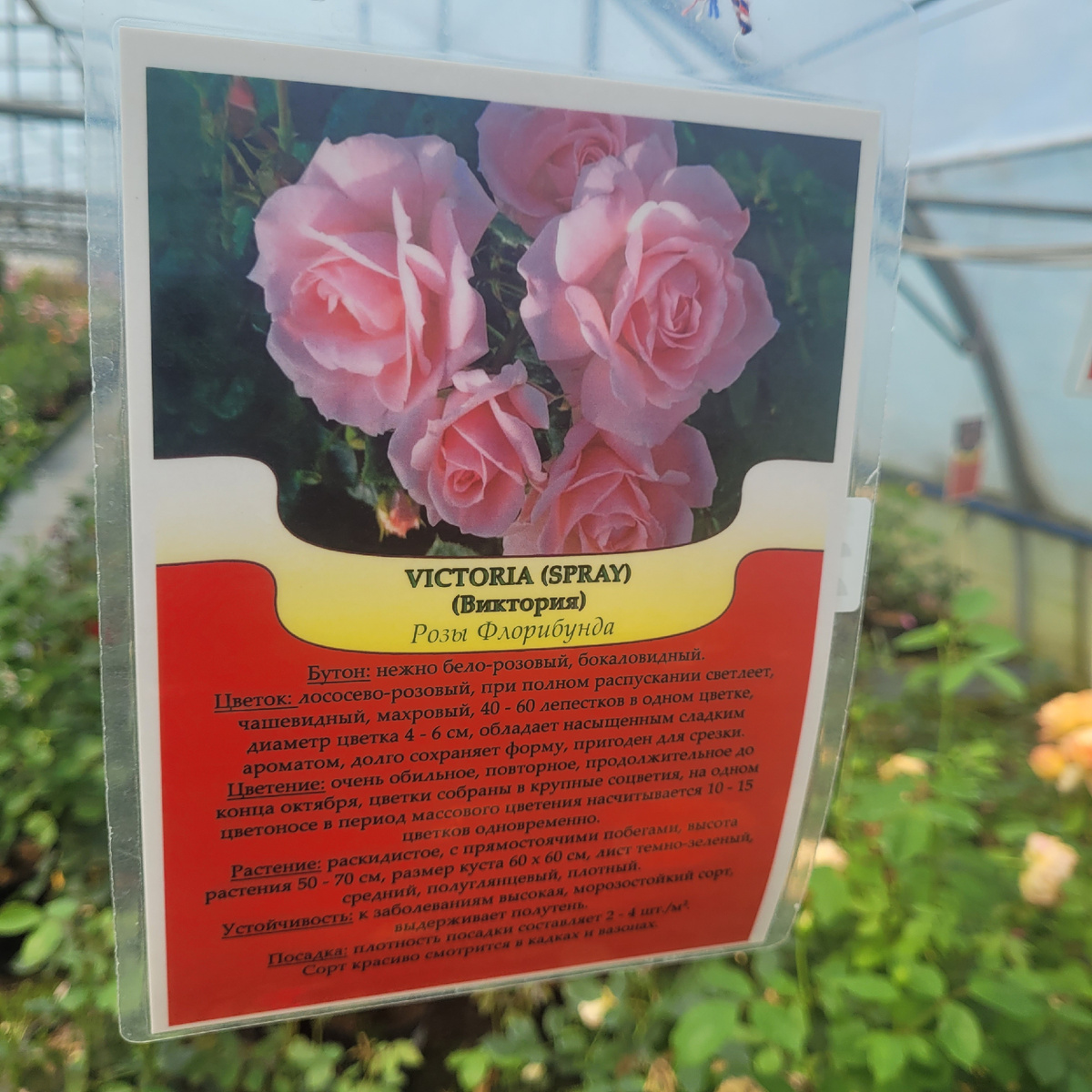 Роза Виктория спрей. Фото мое из питомника "Русроза"