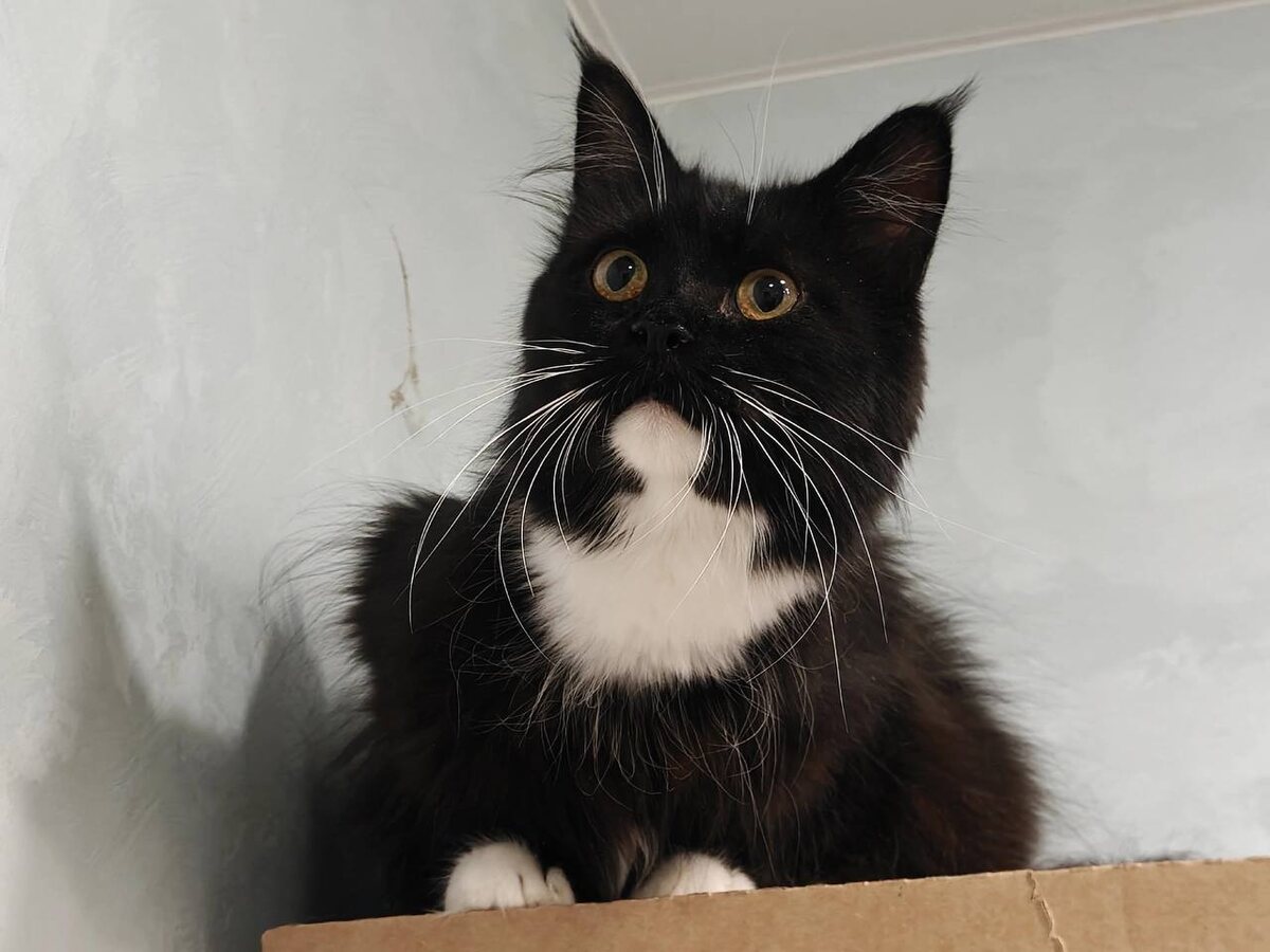 Мама Сирена. Фото из архива автора