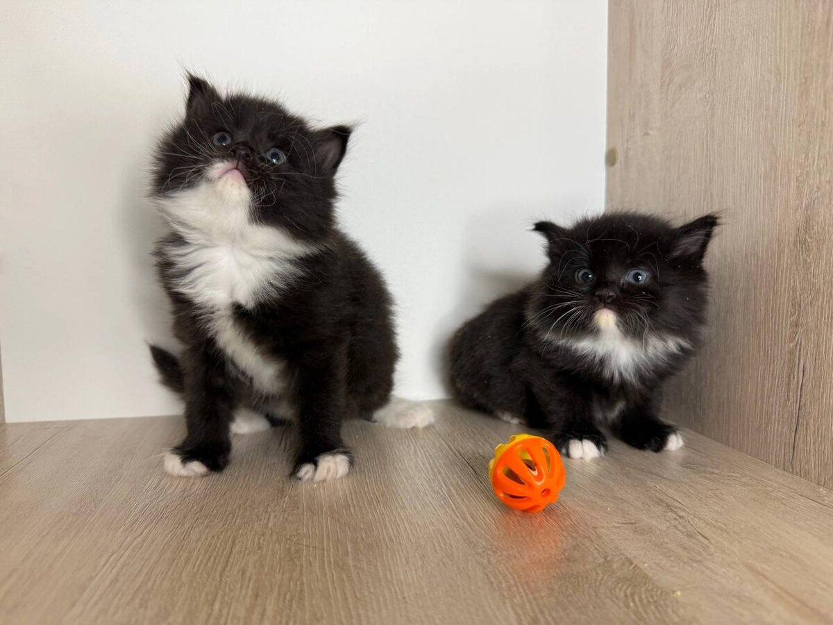 Жабо, перчатки, фрак и курчавые усы на детской мордашке. Фото из архива автора