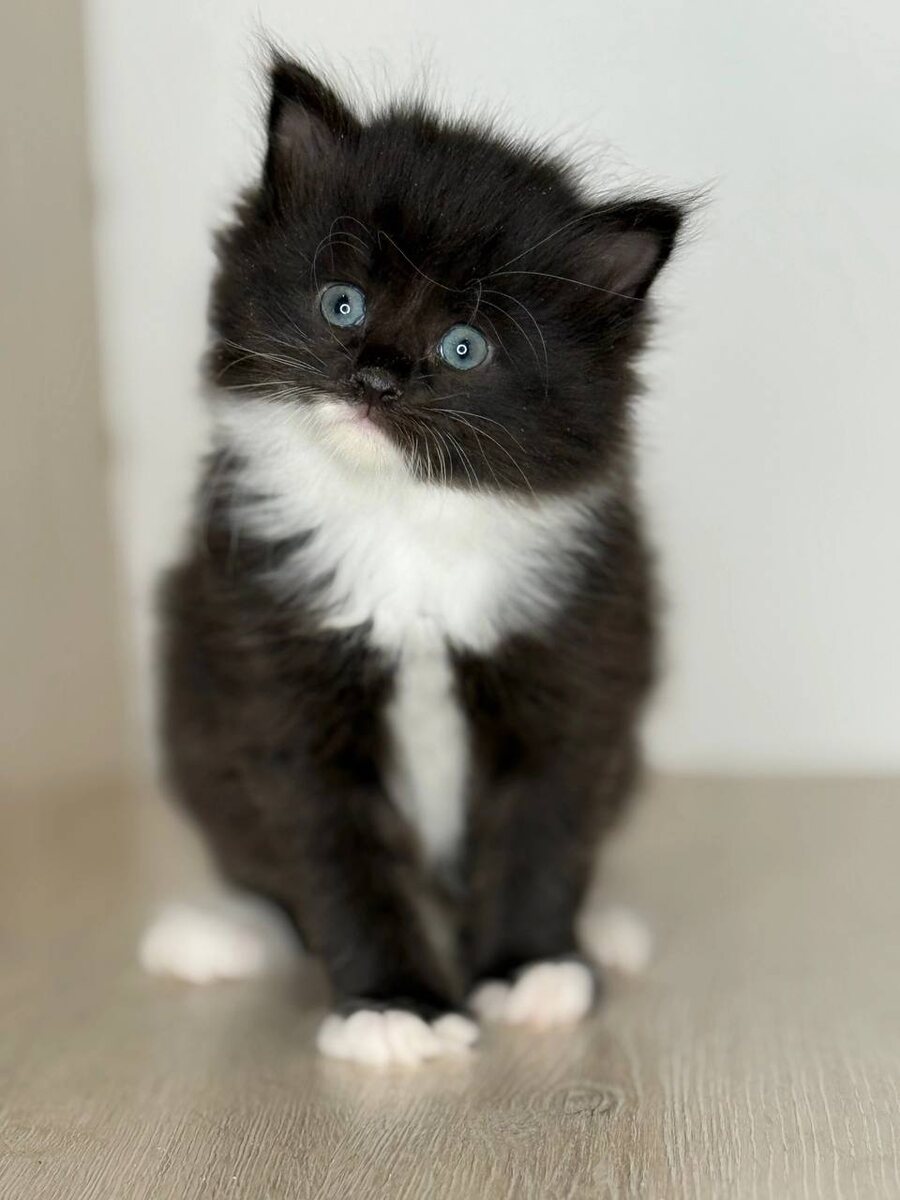 Жабо и перчатки побольше. Фото из архива автора