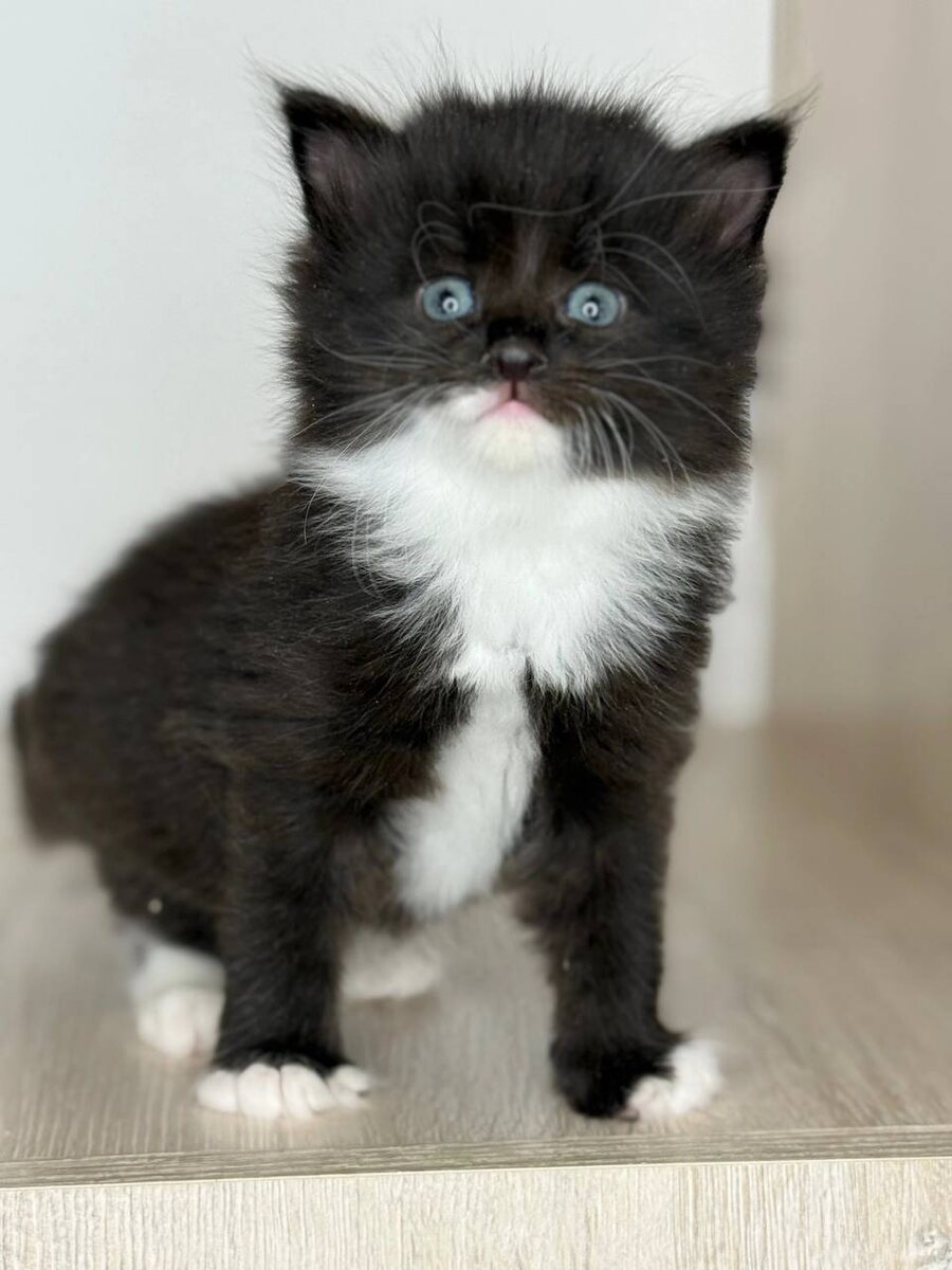 Жабо и перчатки побольше. Фото из архива автора