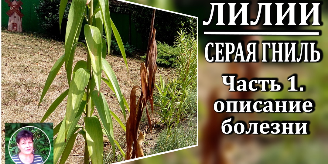 Серая гниль на лилиях. Узнайте, как вовремя распознать и победить ботритис
