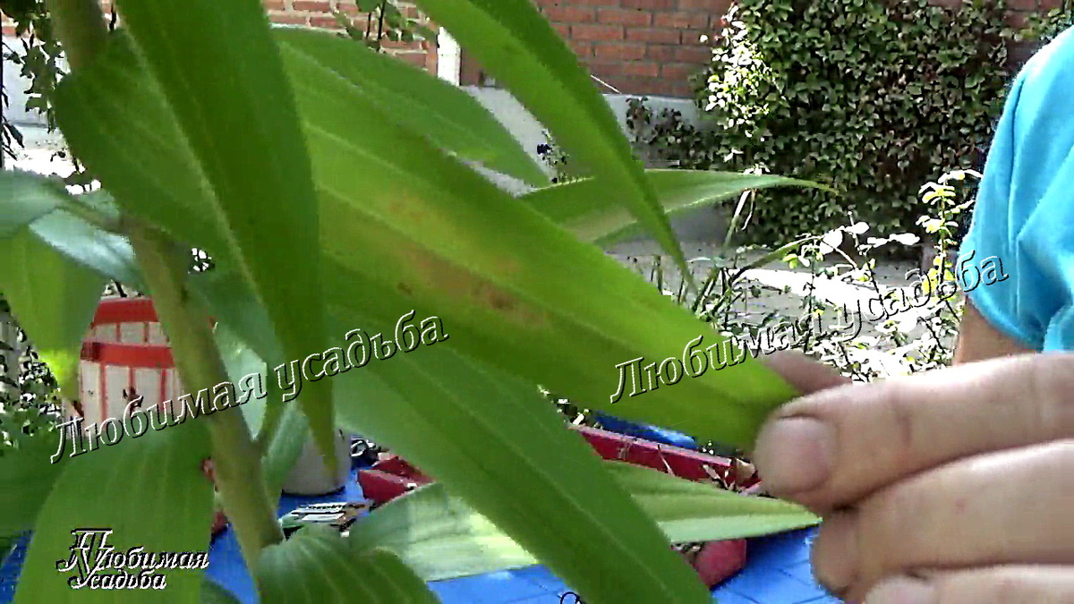 Ботритис. Начальные признаки. Возможно спутать с недостатком питания, например азота. Обратите внимание на черное пятно внутри пожелтения. Это и есть место заселения поврежденного места спорами ботритиса.