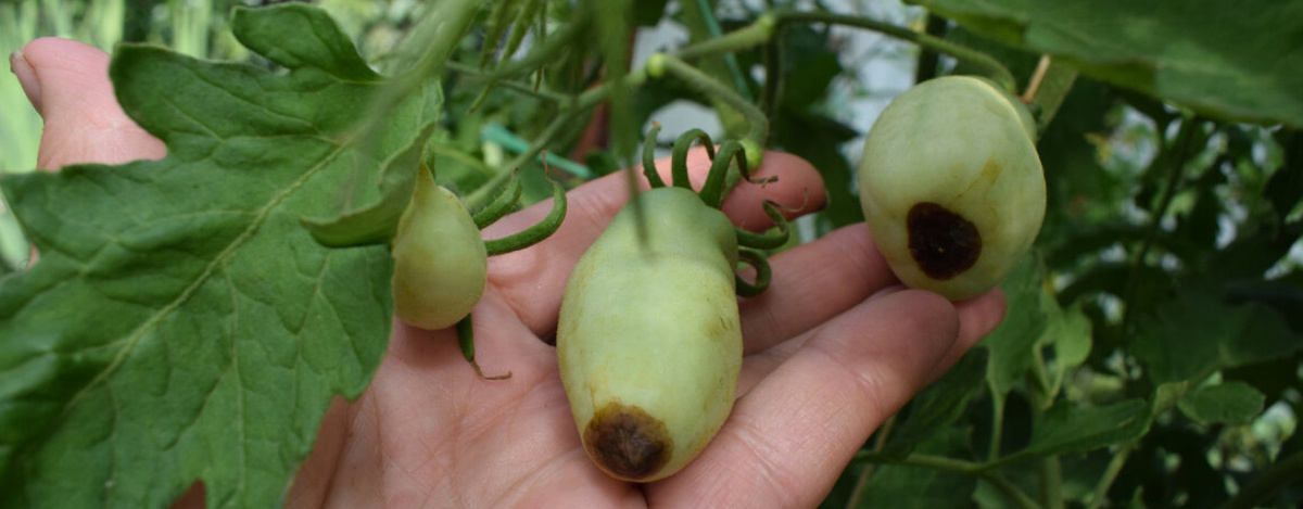 Вершинная гниль