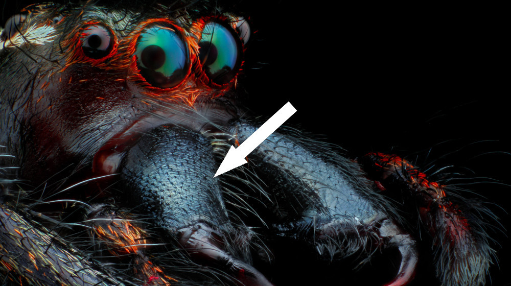    Испытай свою сеть знаний о пауках и удивительных фактах