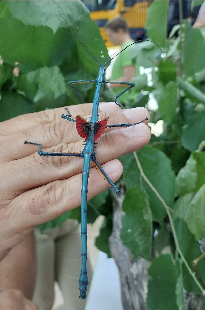 Мадагаскарские палочники обычно имеют длину от 7 до 10 см