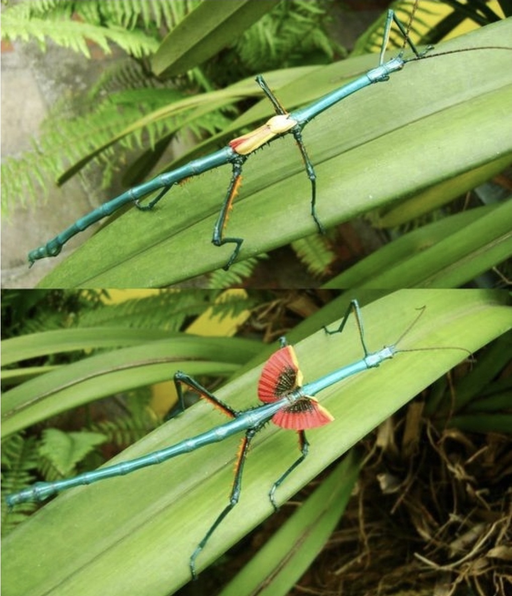 Интересной особенностью мадагаскарских палочников является способность менять цвет в зависимости от окружающей среды и времени суток