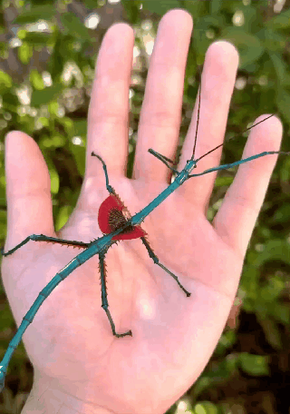 Палочники становятся популярными питомцами среди любителей экзотических насекомых