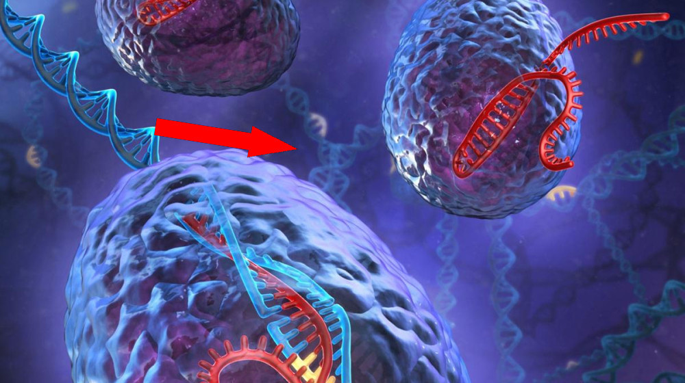    Ученые создали невозможное гибриды животных которые нарушают законы генетики