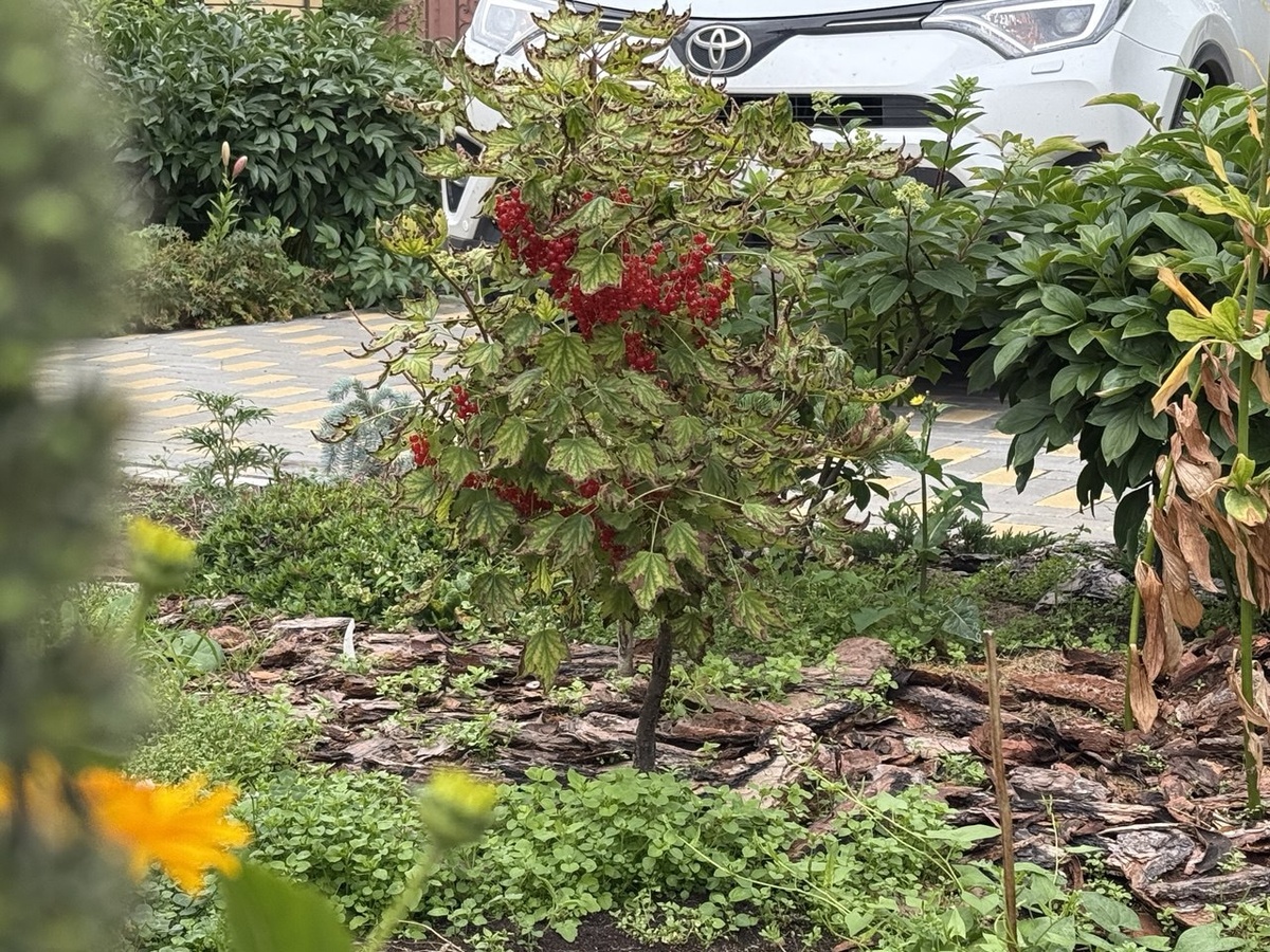 2025 год. Фото автора канала Дом с кипарисами