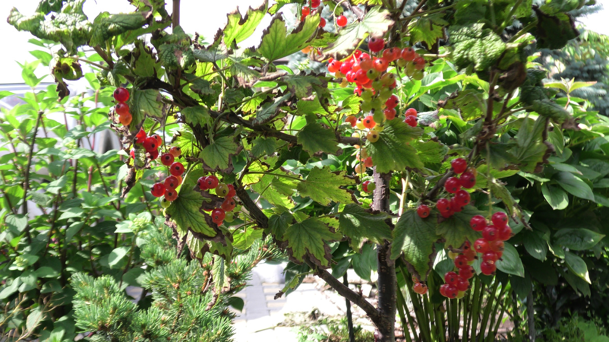 2024 год. Фото автора канала Дом с кипарисами