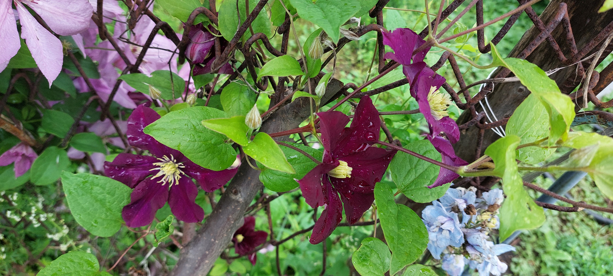 Красный кардинал, но продавцы предпочитают называть Руж кардинал. 