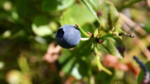    © Sputnik / Виктор Толочко