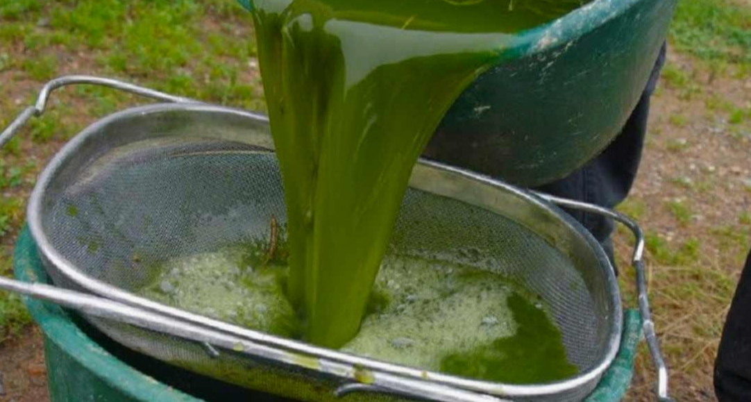 Рецепт эффективного настоя