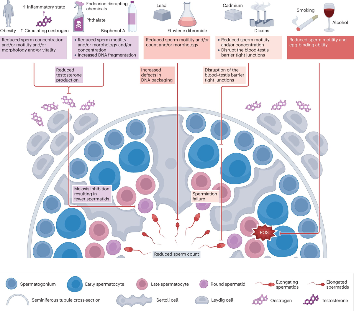 Образ жизни и окружающая среда существенно влияет на сперматогенез