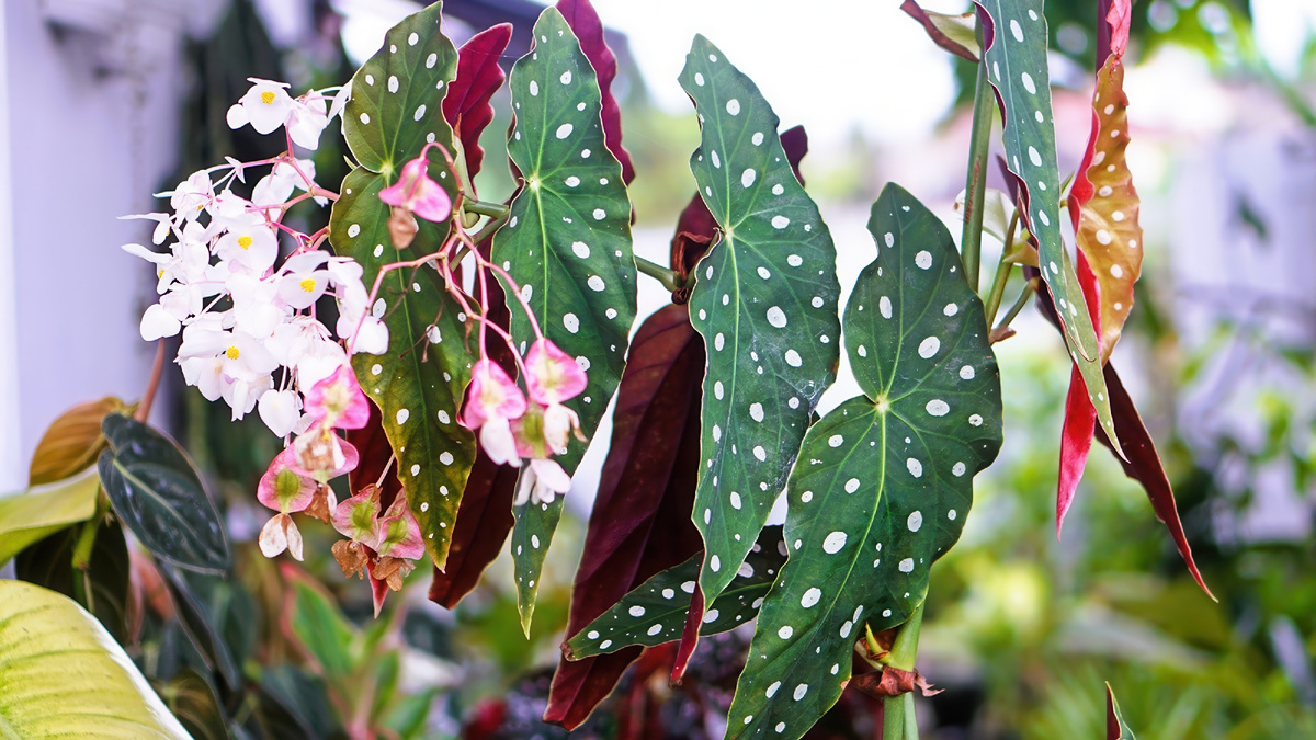 Бегония макулата