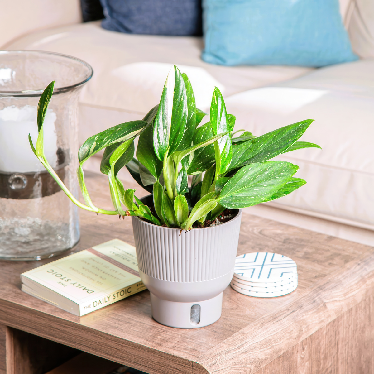 Монстера Стандлеяна