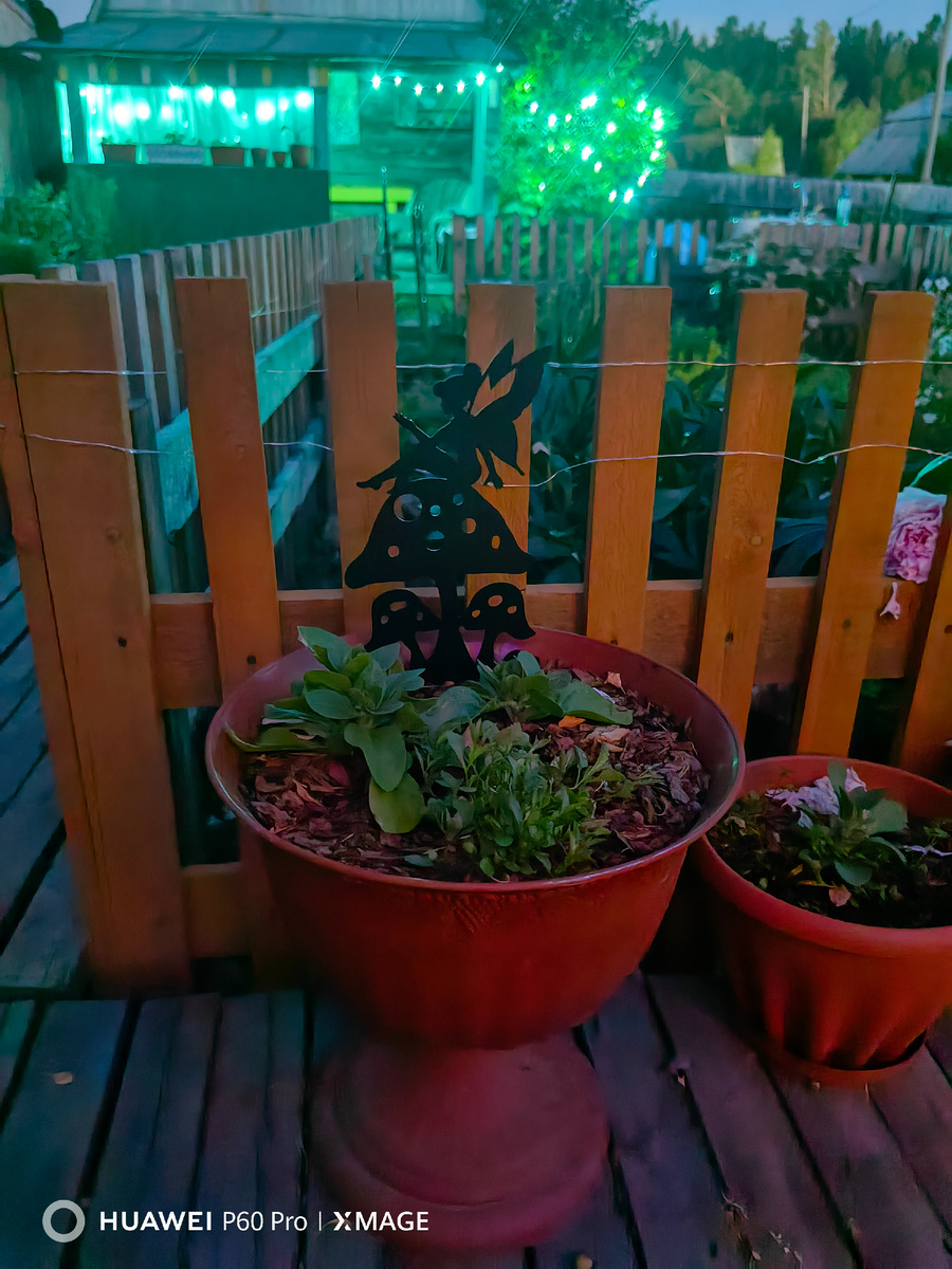 Петуния и лобелия