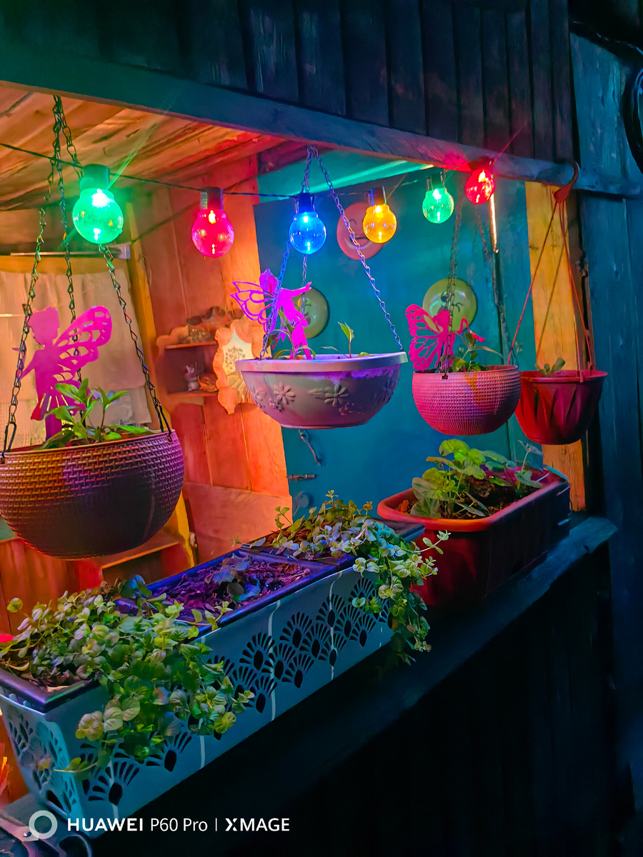 Вербейник монетчатый, пеларгонии и катарантусы ампельные(на мой взгляд самые обычные) 