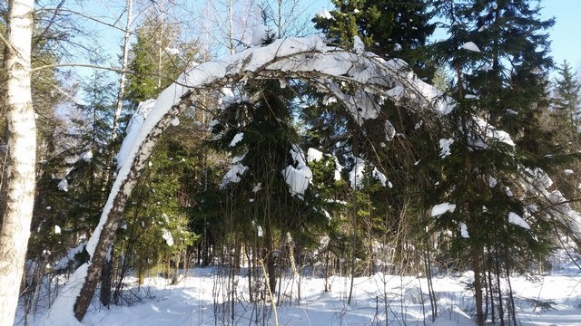 Фото автора Татьяны Лебедь. Голицыно. 