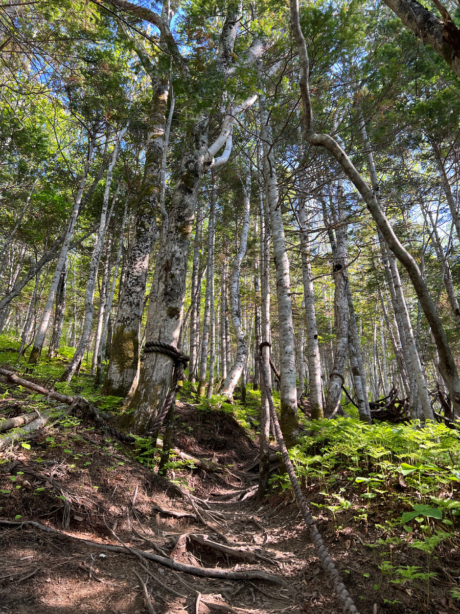 Вот такой вариант 