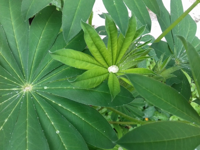 Фото автора Татьяны Лебедь. Голицыно. 