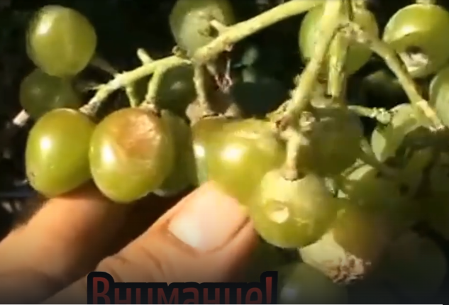 #Виноград – растение теплолюбивое, достаточно хорошо выдерживает высокую температуру и сухость воздуха. Но если температура достигает 30 … 32 ° С и выше, то возможен ожог ягод и листьев винограда от воздействия прямых солнечных лучей.
Солнечные #ожоги ягод винограда в регионах его возделывания, где пики максимальных температур уходят далеко за отметку +30 о С, могут стать серьёзным препятствием при получении качественного урожая #винограда.

Солнечный ожог на ягодах винограда смотрите в этом видео.