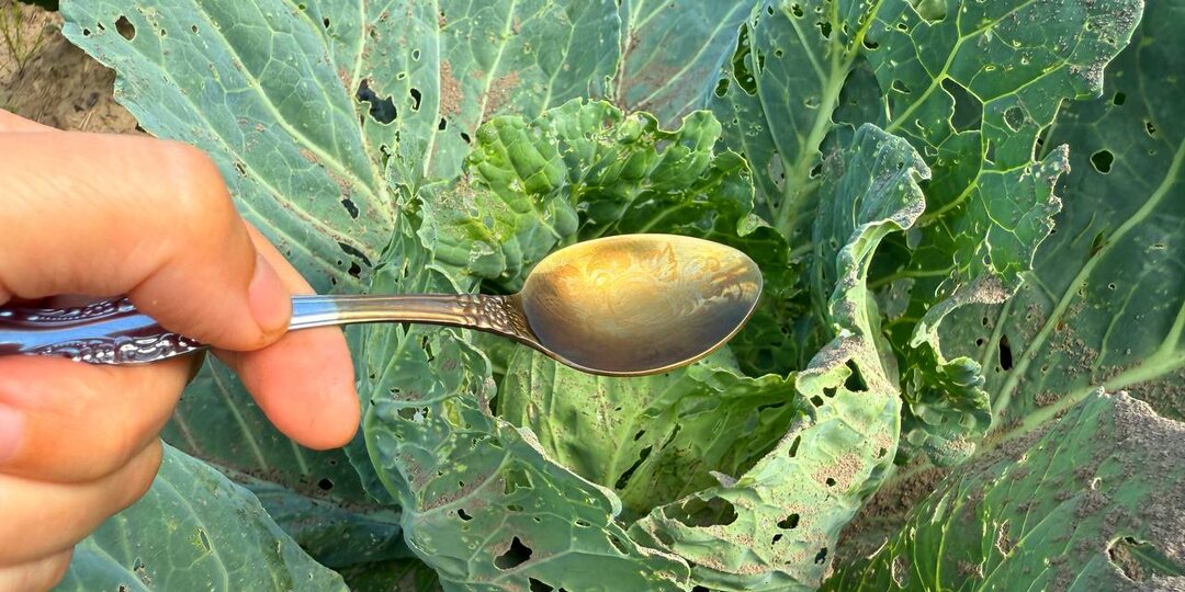 🥄2 столовые ложки и капустная моль покинула огород за сутки.