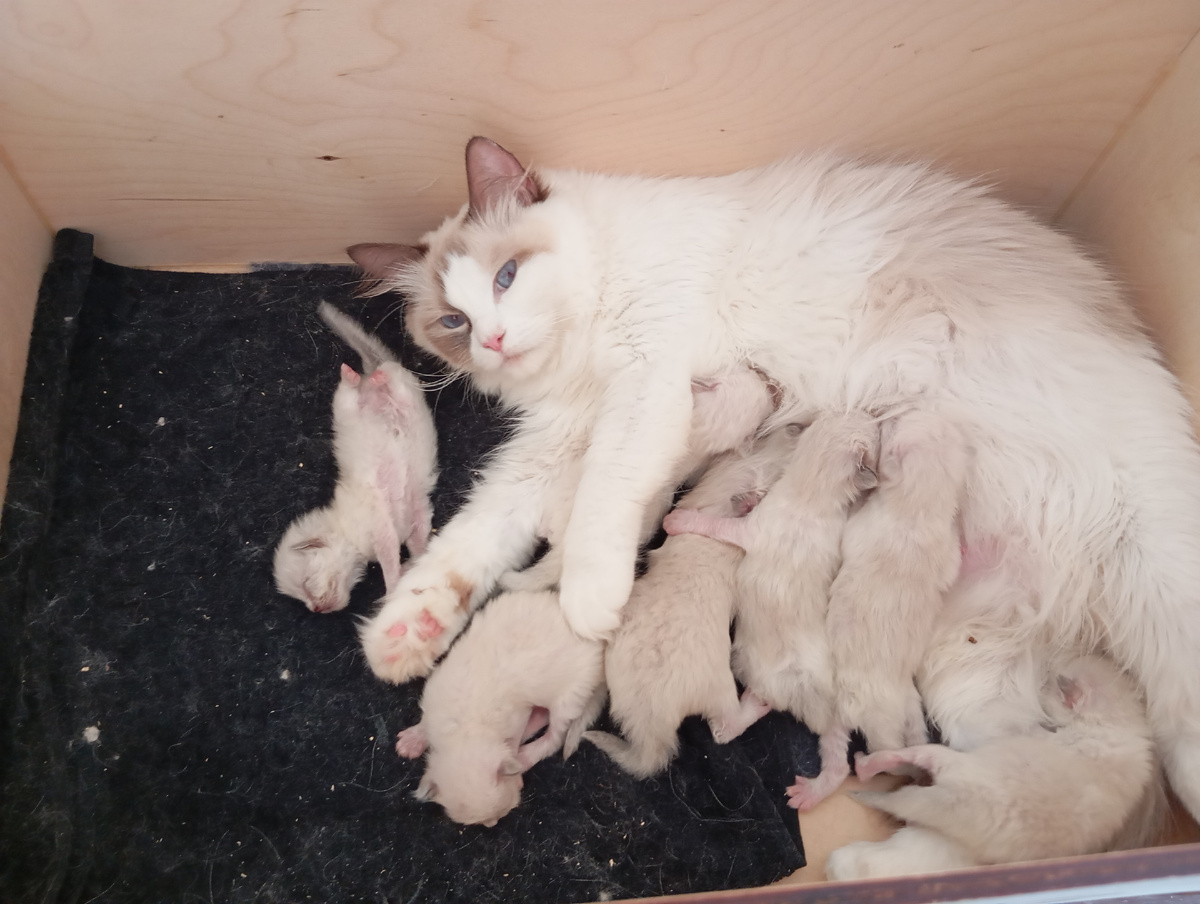 Луша SergioMagicHouse