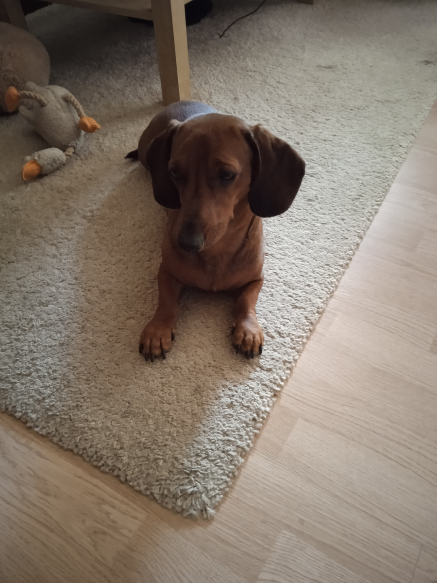 У нас, такс, нет недостатков