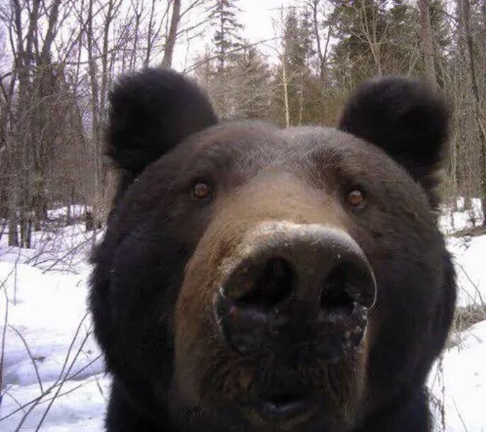 Мишка смотрит в камеру, весной. фото: картинки яндекс.