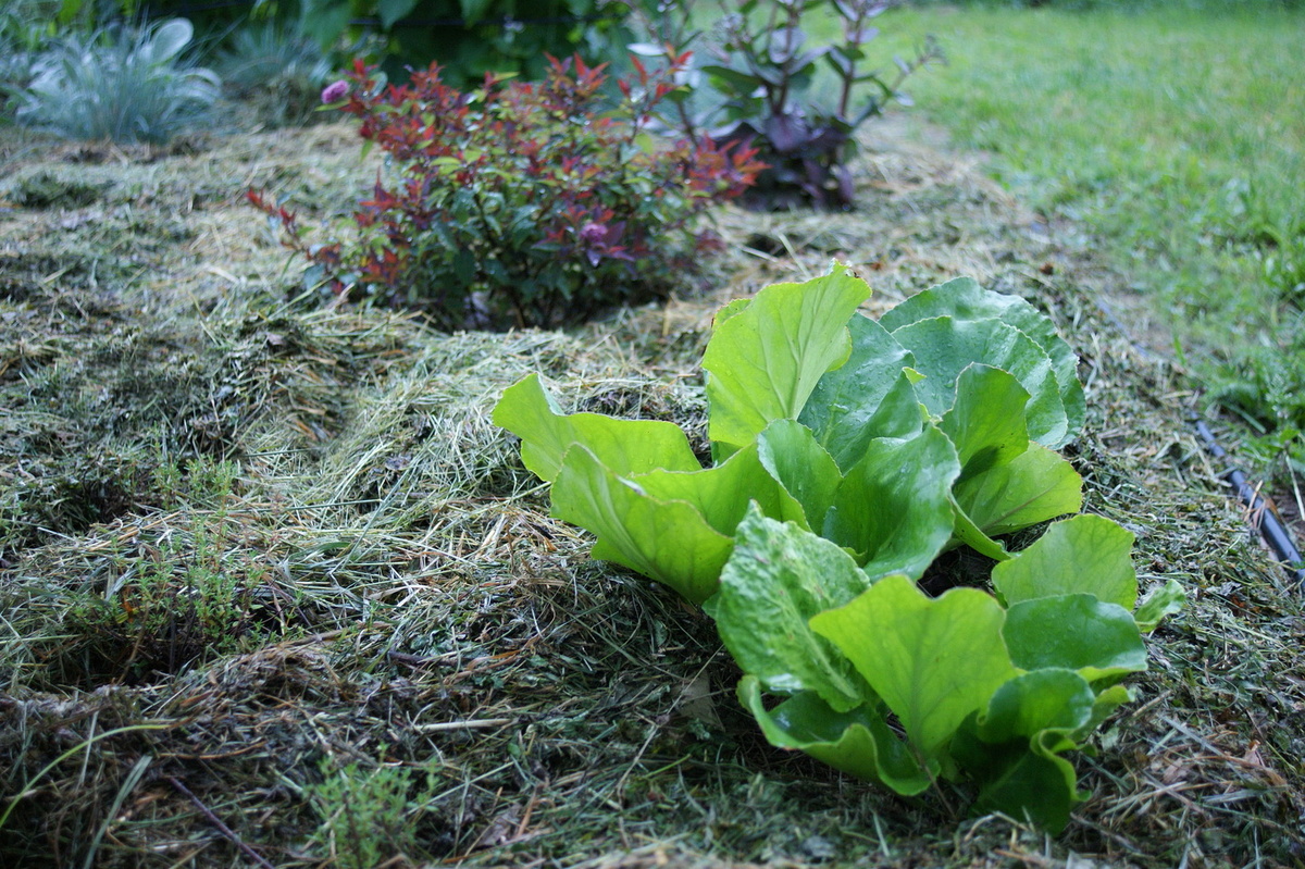 Место для бадана, место для спиреи, место для всего. Можно гордо сказать, что я плодородие почвы улучшаю и с сорняками борюсь, но, положа руку на сердце, хочется мне не на слой травы смотреть, а на красивую композицию. Терпение, только терпение. 
