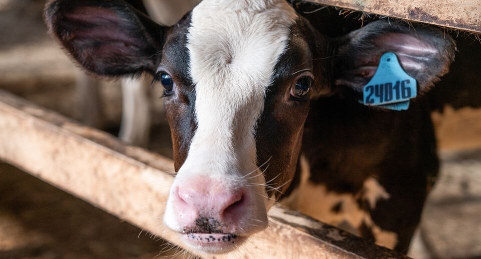    Медиасток.рф