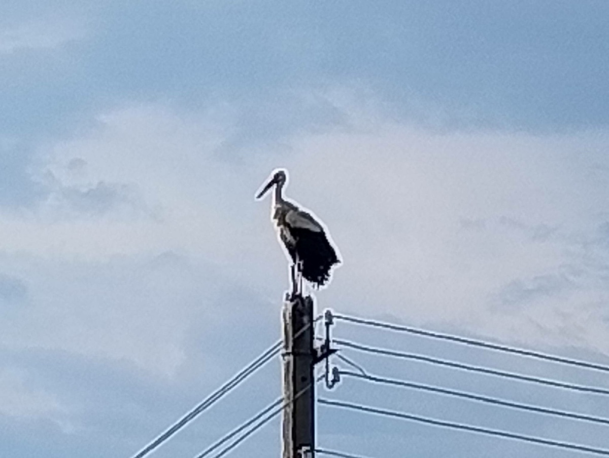 Вот и этот молчит. Может потому, что далеко сидит и мне видно, но не слышно?..