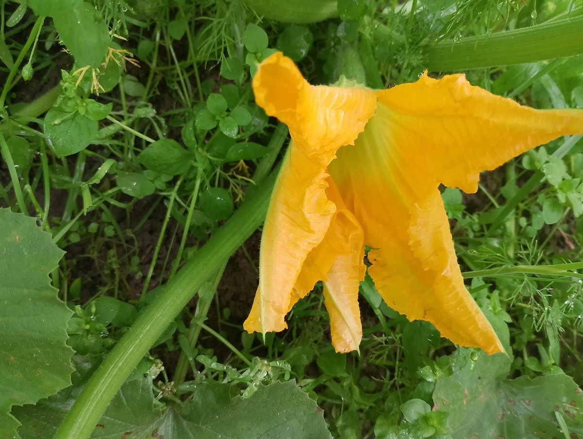 "Отцвели уж давно, хризантемы в саду". В прошлом аж году отцвели. А нынче зацвели кабачки.