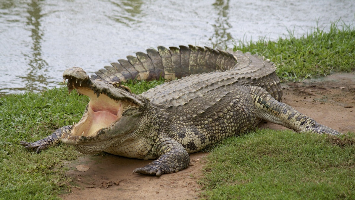 Фото с сайта: https://dishcuss.com/post/F1DA20BA8704785019ABF8BFA2A724779397AC75