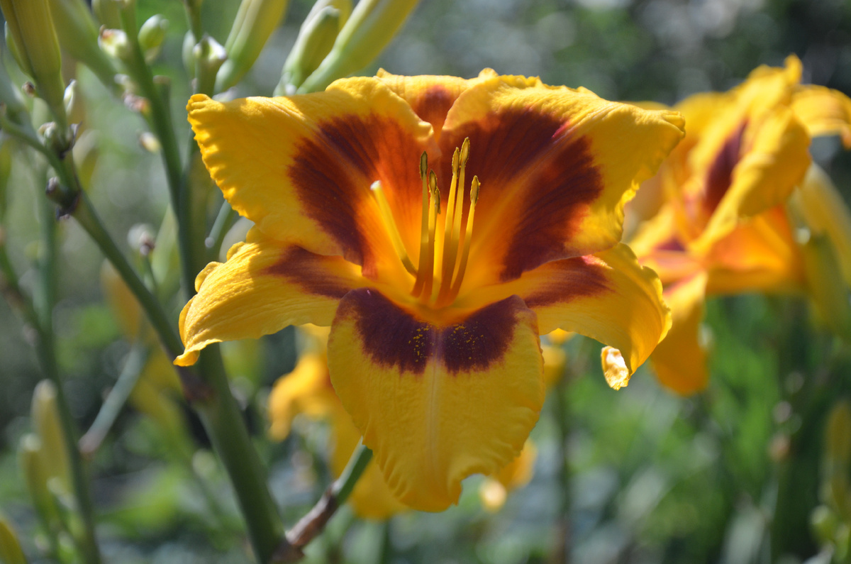 Цветок лилейника. Дача. Июль. Расцвет...