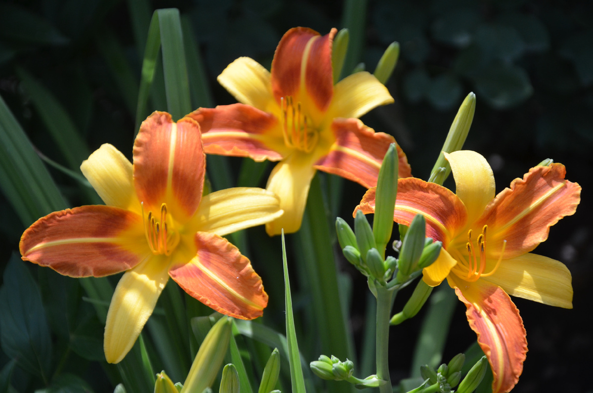 "Святая Троица...".   Дача.  Раннее утро...