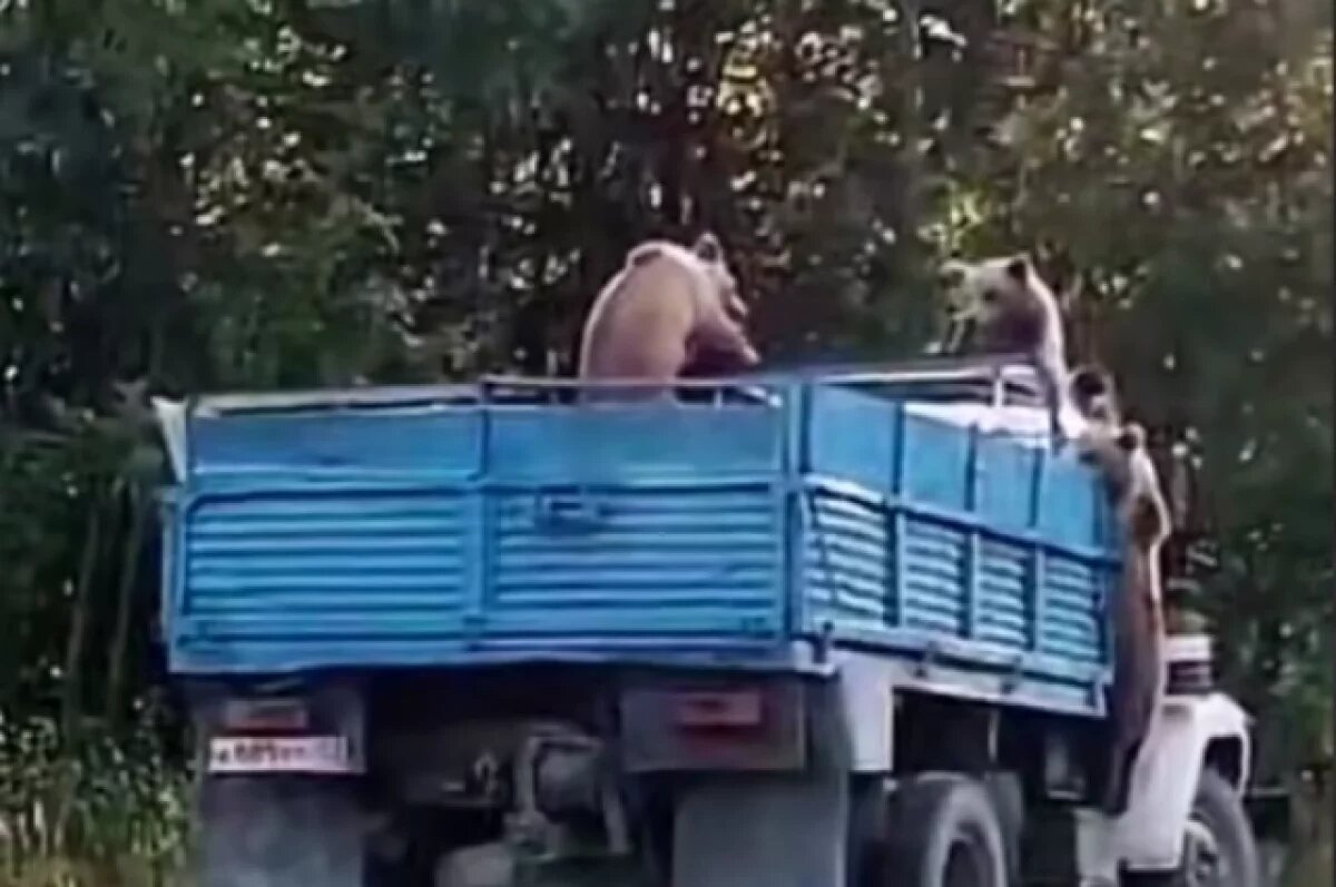    В городе Межгорье в Башкирии три медведя залезли в грузовик