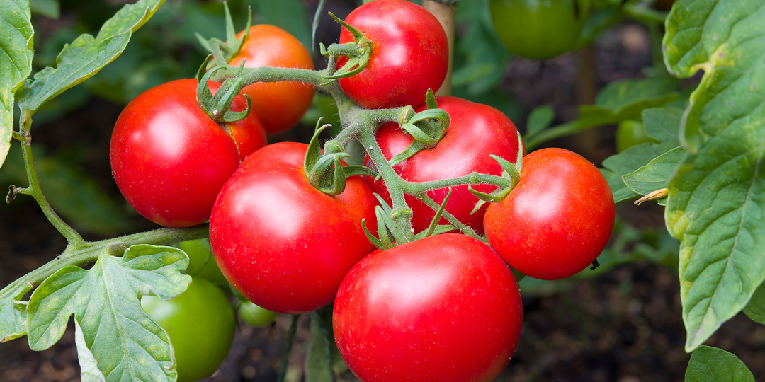 Томатный парадокс: почему мы едим главный овощ лета неправильно и как он может заменить аптеку