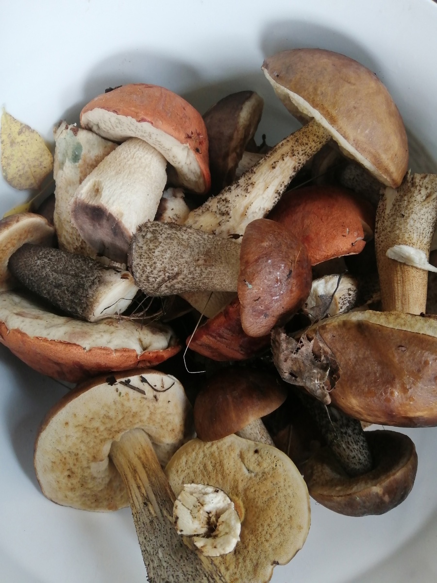    Нашел дедовский способ быстрой засолки грибов на зиму - все просто и без затей