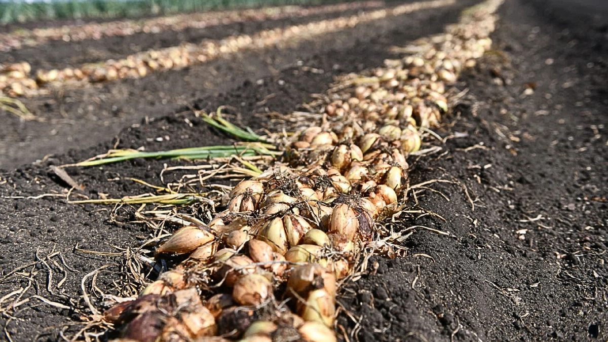 Источник: Дмитрий Емельянов / E1.RU