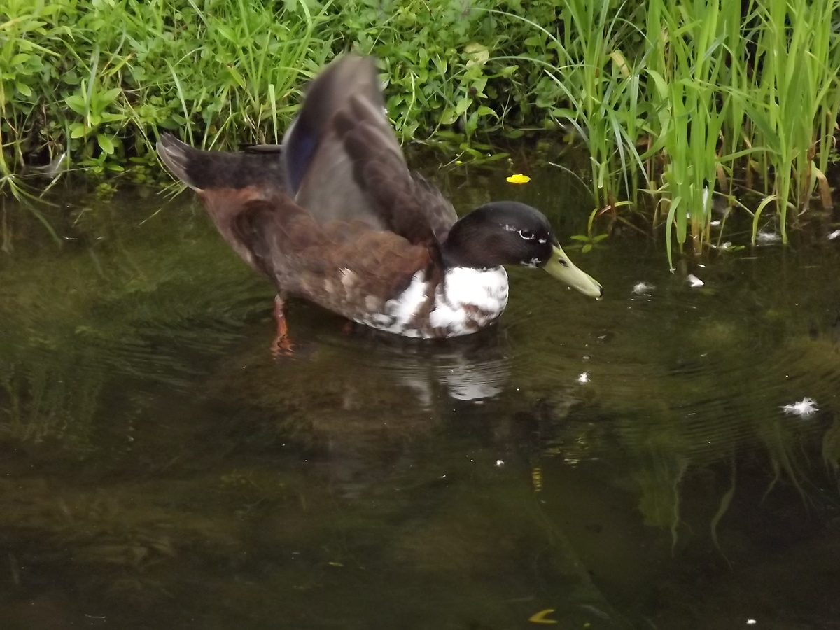 Кряква-мутант