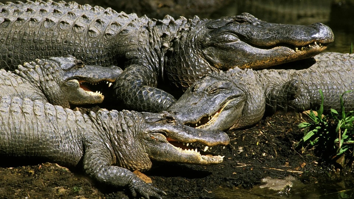 Фото с сайта: https://green.givor.ru/