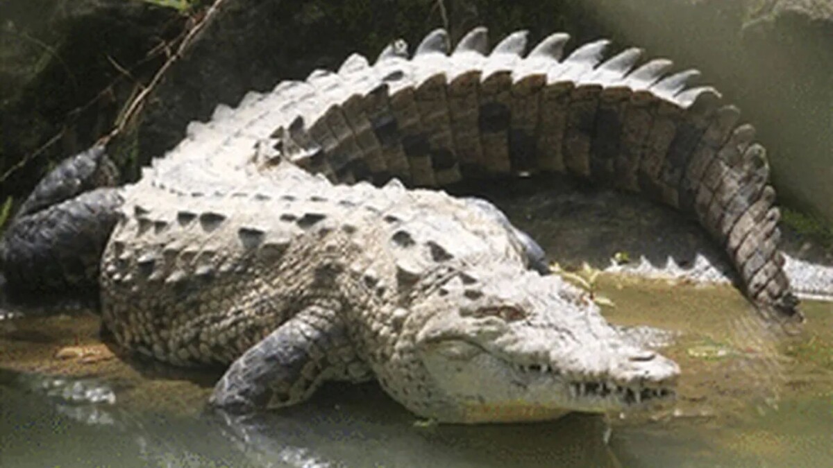 Фото с сайта: https://portalnorte.com.br/noticias/2023/06/07/caso-de-crocodilo-que-engravidou-sozinho/
