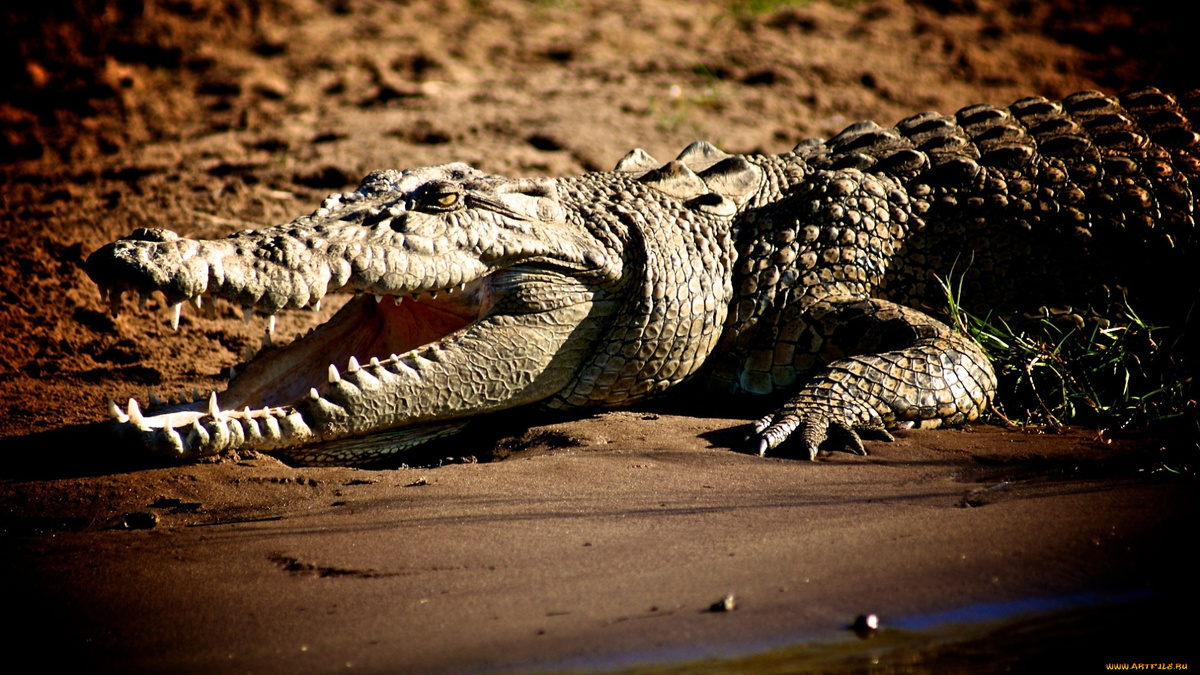 Фото с сайта: https://artfile.me/download/zhivotnye-krokodily-krokodil-bereg-trava-624810/1920x1080
